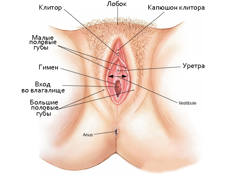Clitoris size orgasm