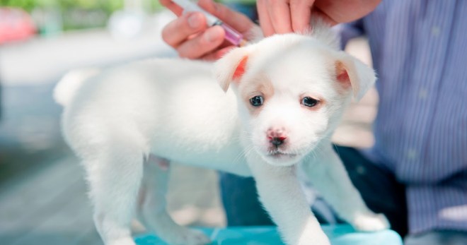 Bila Dan Apa Vaksinasi Anak Anjing Perlu Dilakukan Jadual Bila Dan Apa Vaksinasi Anak Anjing Perlu Dilakukan Jadual