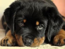 Rottweiler Puppies