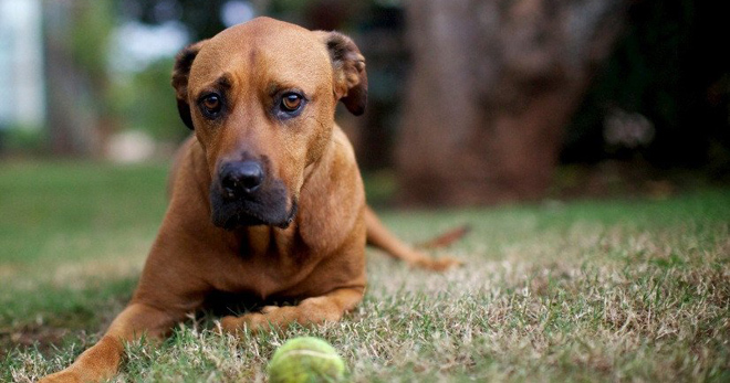 Bagaimana Untuk Menyembuhkan Demodicosis Pada Anjing Gejala