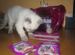 Whiskas Untuk Anak Kucing