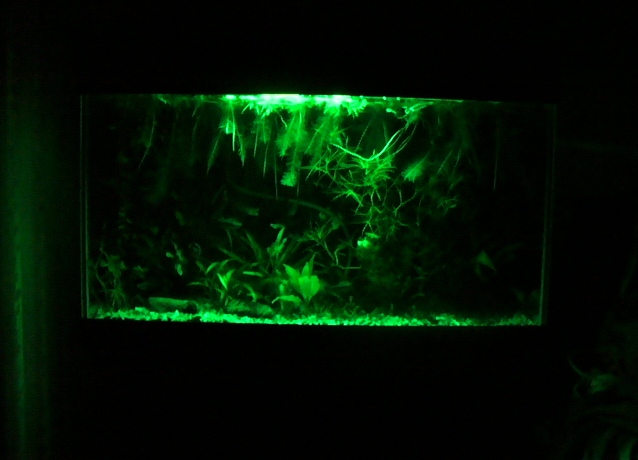 Воду освещают зеленым. Подсветка для аквариума заднего фона. Аквариум с зеленой подсветкой. Аквариум с лед подсветкой. Ночная подсветка аквариума.