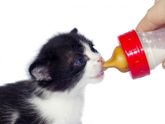 Apa Yang Boleh Memberi Makan Anak Kucing Bulanan Di Rumah Tanpa