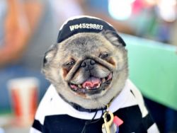 Anjing Yang Paling Jelek Di Dunia