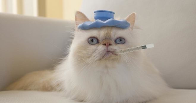 Gejala penyakit dalam kucing - gejala dan akibatnya