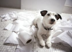 Bagaimana Untuk Mengajar Anak Anjing Ke Tandas