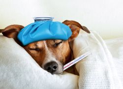 Apakah Suhu Normal Anjing
