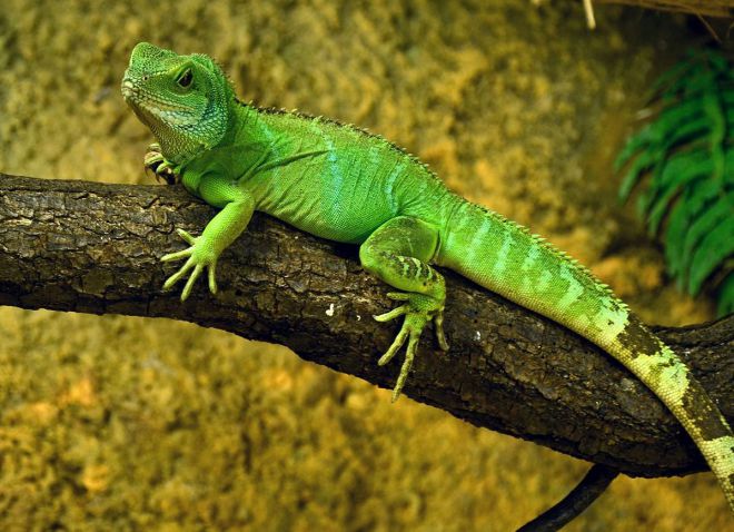 iguana are două penisuri